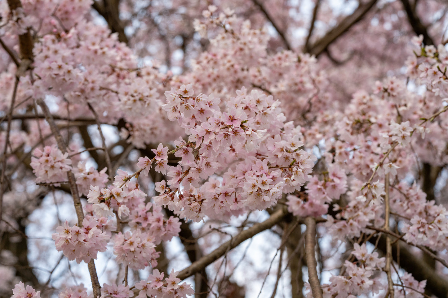 Cherry Blossom Flower Earrings