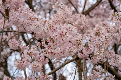 Cherry Blossom Flower Earrings